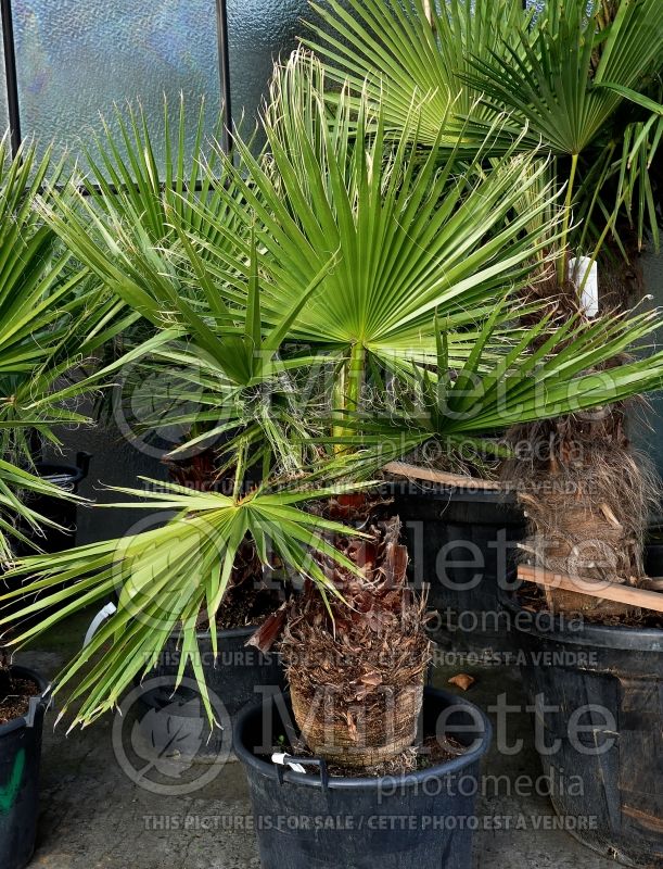 Trachycarpus fortunei (Chinese windmill palm) 2 