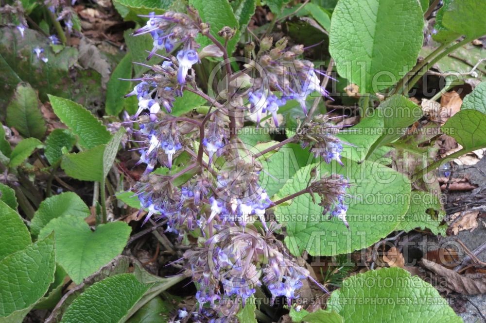 Trachystemon orientalis (Early-flowering borage) 2 