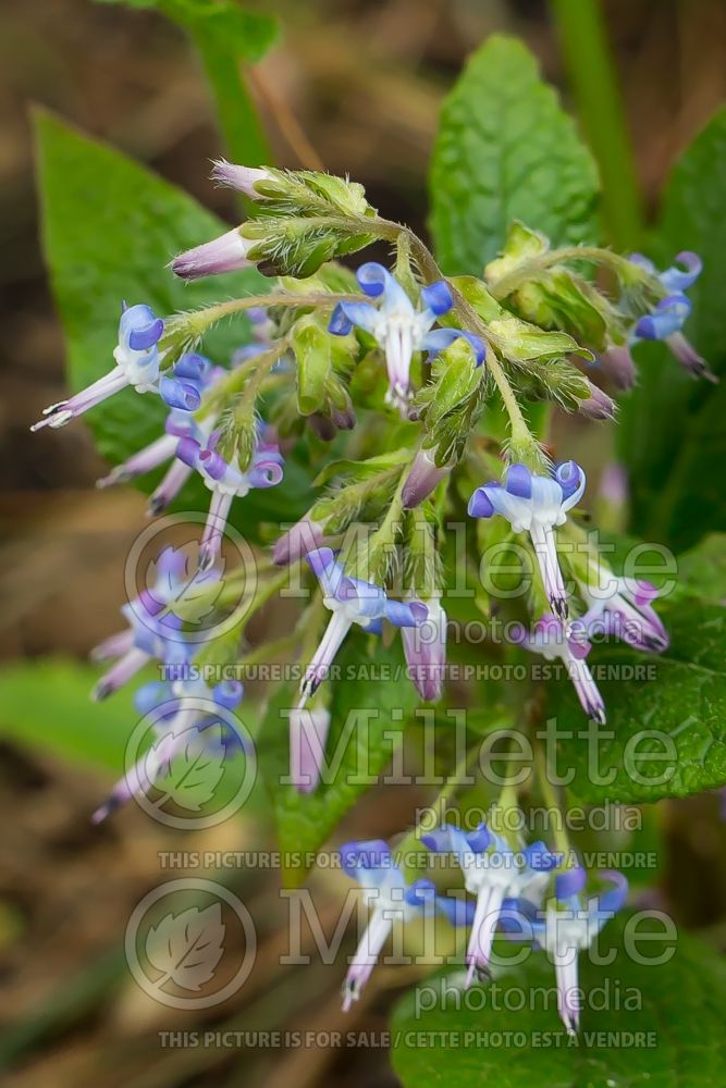 Trachystemon orientalis (Early-flowering borage) 1 