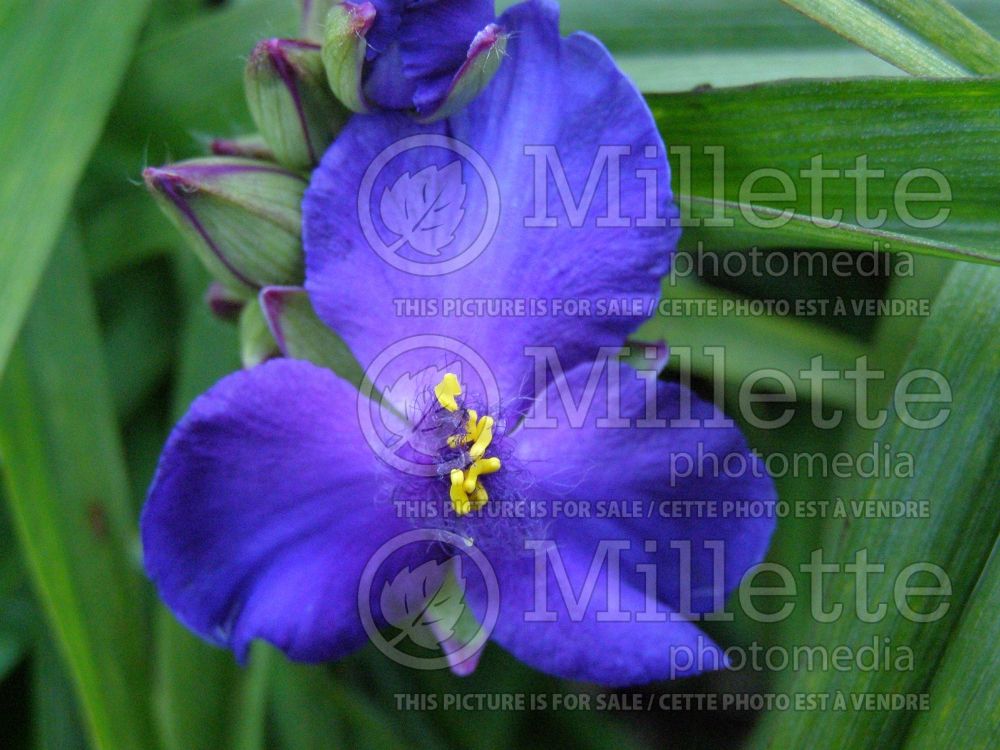 Tradescantia Purple Dome (Oyster plant) 1 