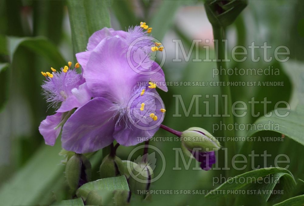 Tradescantia Charlotte (Oyster plant) 1 