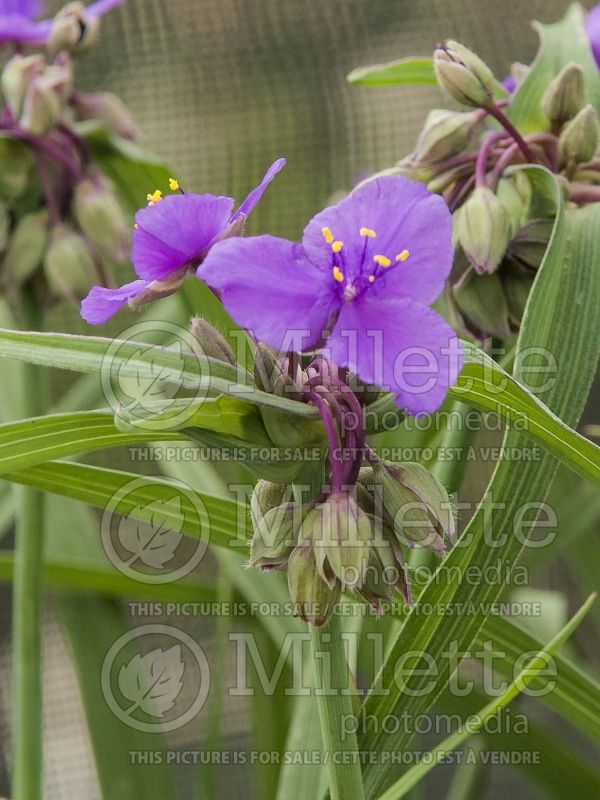 Tradescantia Concord Grape (Spiderwort) 8 