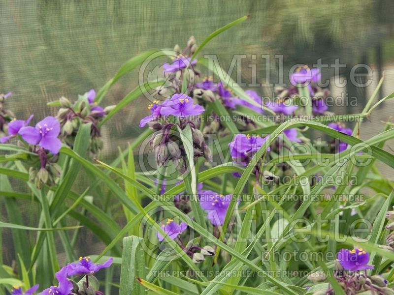 Tradescantia Concord Grape (Spiderwort) 6 