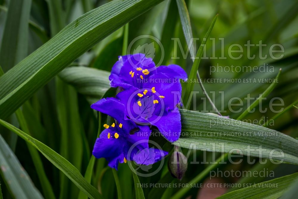 Tradescantia Concord Grape (Spiderwort) 5 