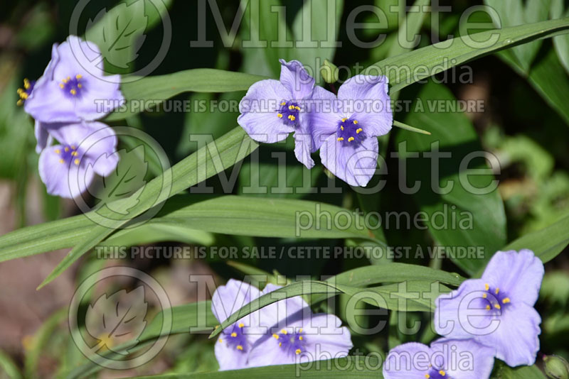 Tradescantia Little Doll (Oyster plant) 1 