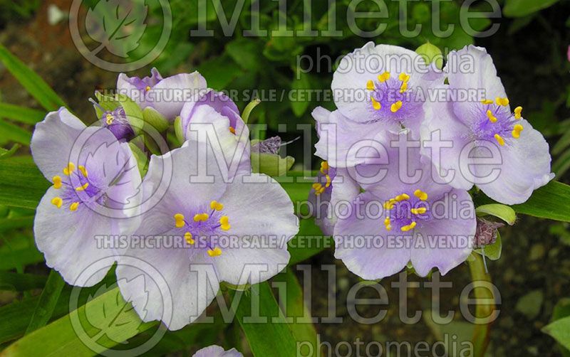 Tradescantia Bilberry Ice (Spiderwort)  2