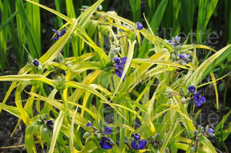 Tradescantia Sweet Kate (Spiderwort) 7