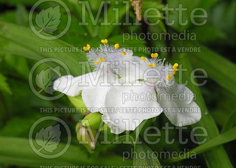 Tradescantia Innocence (Spiderwort Spider lily) 1