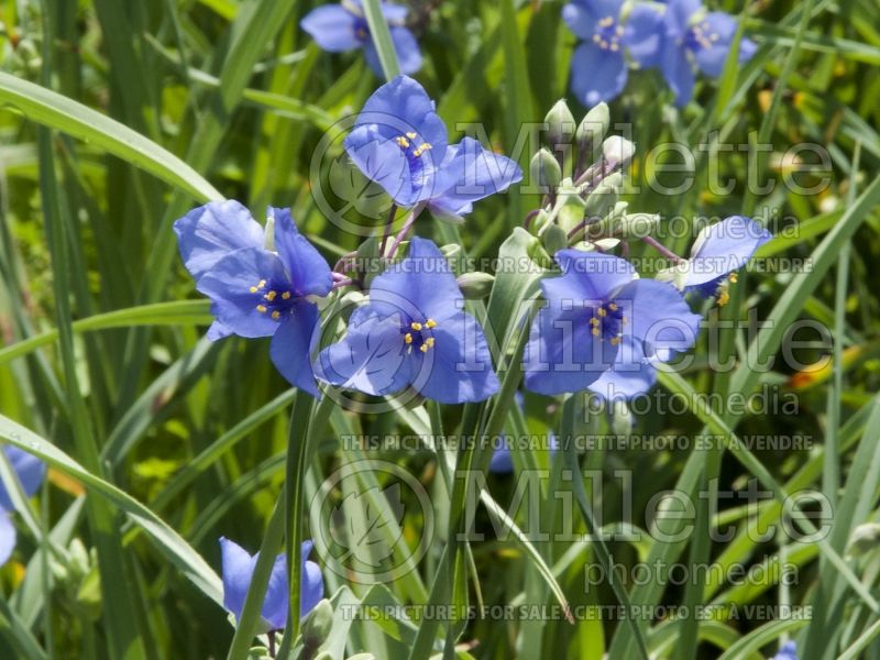 Tradescantia ohiensis (Spiderwort) 2 