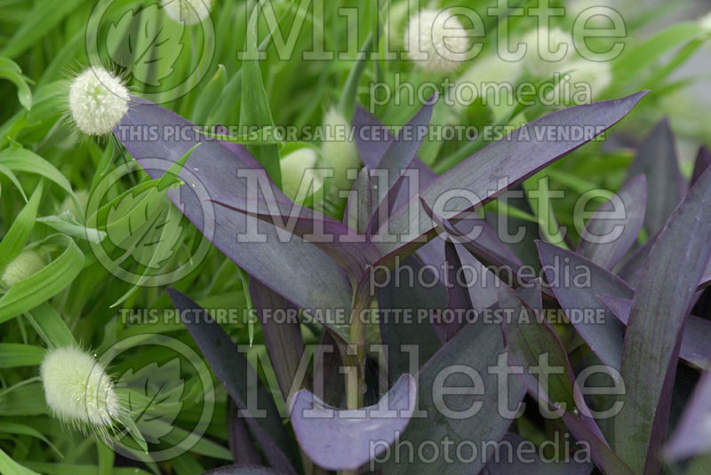 Tradescantia Purple Heart (Spiderwort)  1