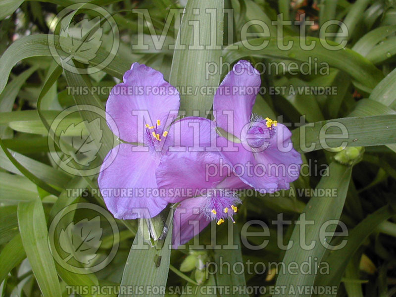 Tradescantia Purple Profusion (Spiderwort)  4