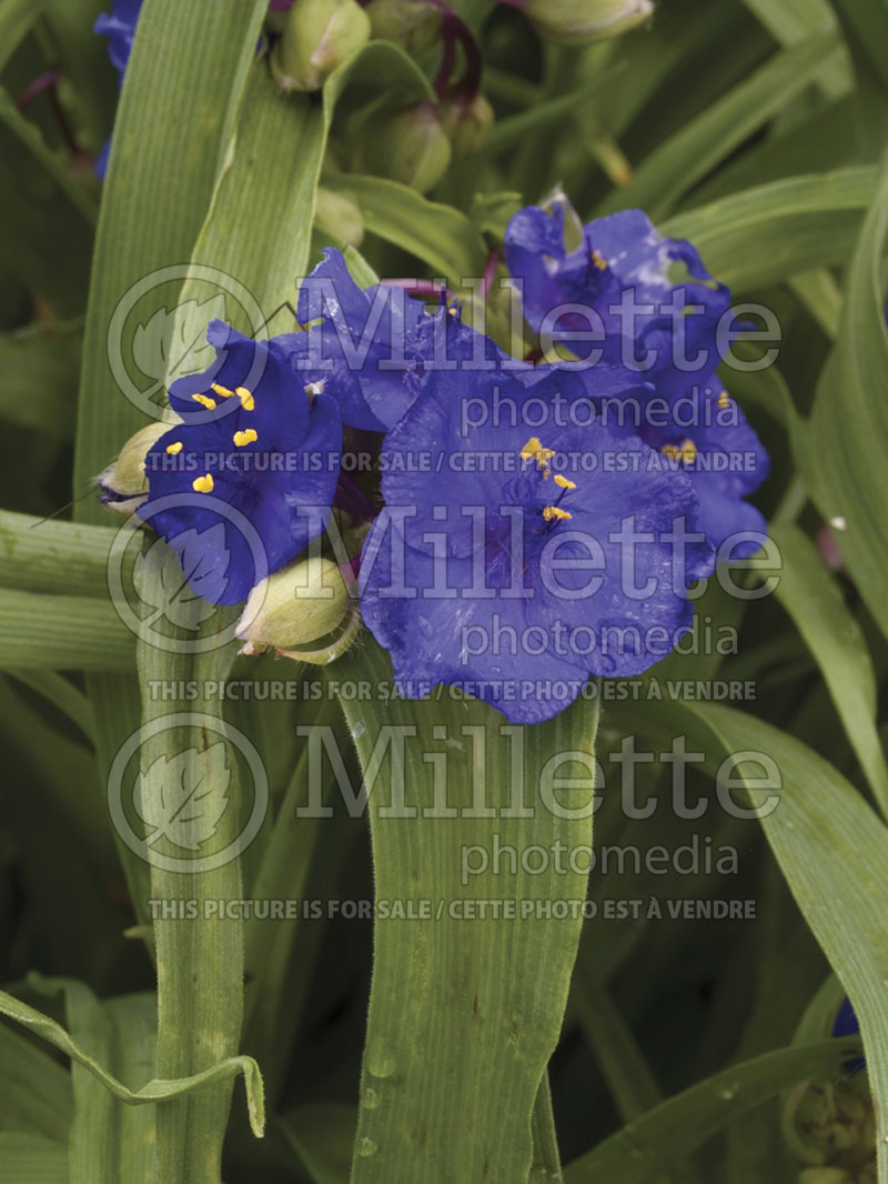 Tradescantia Purple Profusion (Spiderwort)  1