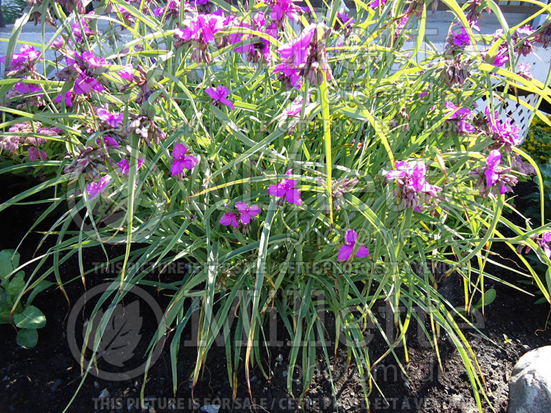 Tradescantia Purple Profusion (Spiderwort)  3