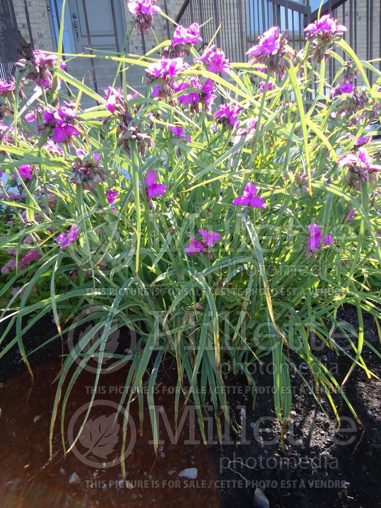 Tradescantia Purple Profusion (Spiderwort)  2