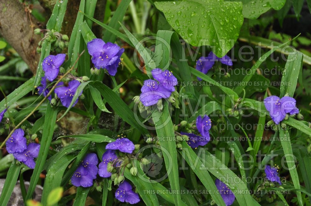 Tradescantia Purple Profusion (Spiderwort)  5