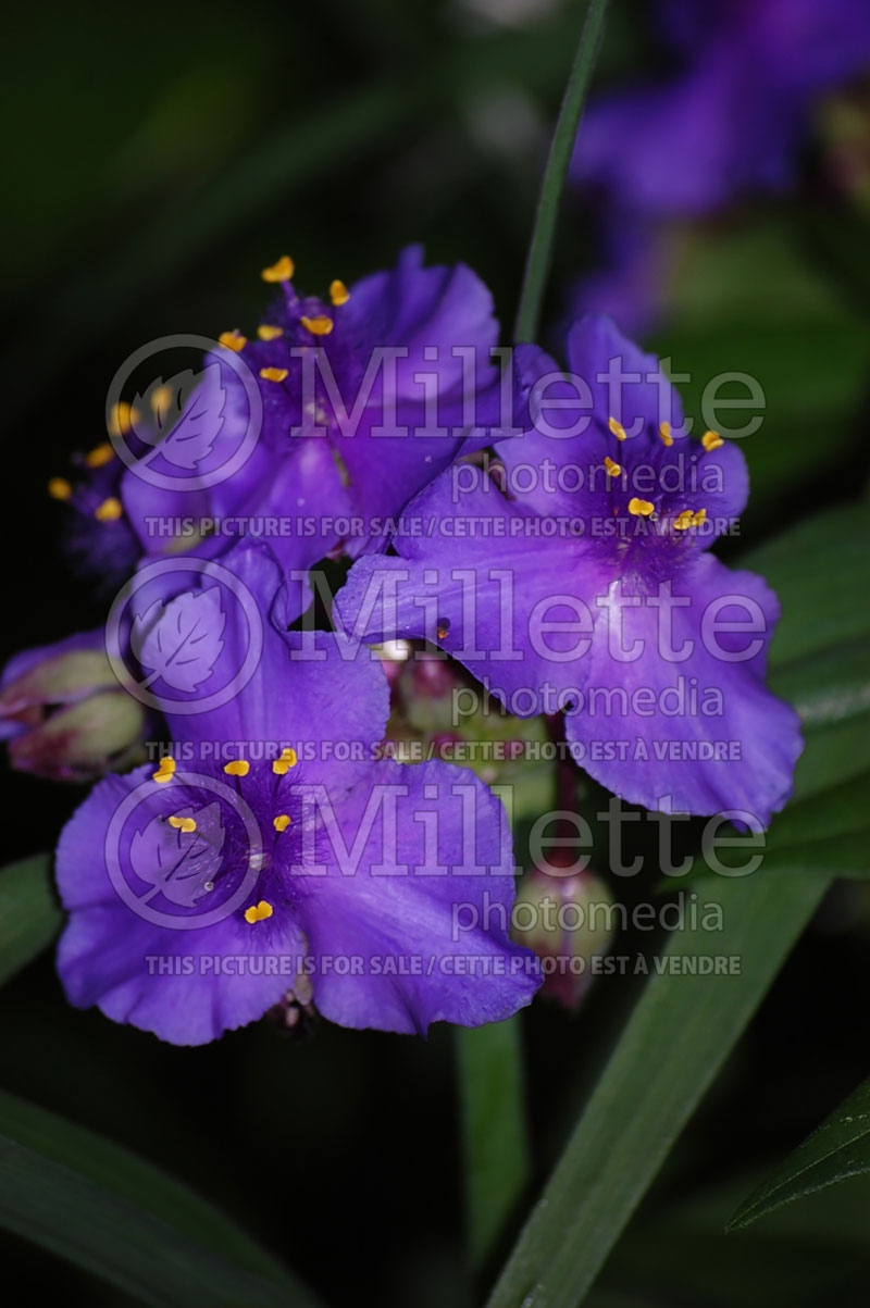 Tradescantia Purple Profusion (Spiderwort)  6