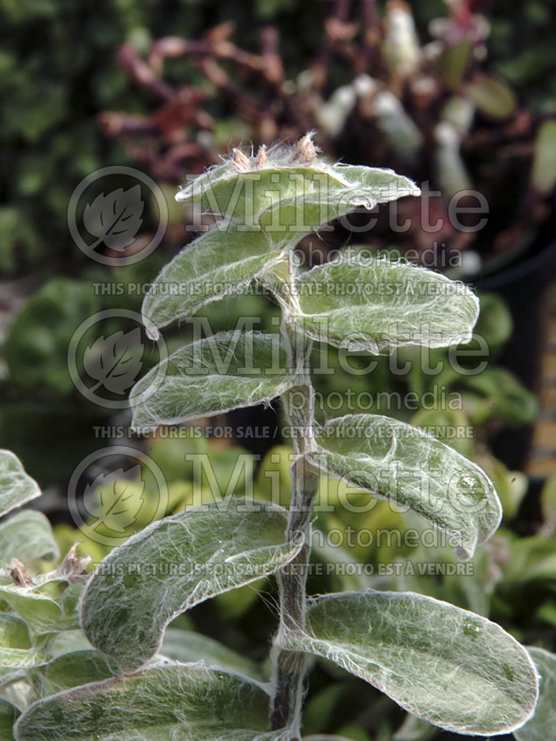 Tradescantia silamontana (Mexican White Velvet) 1 