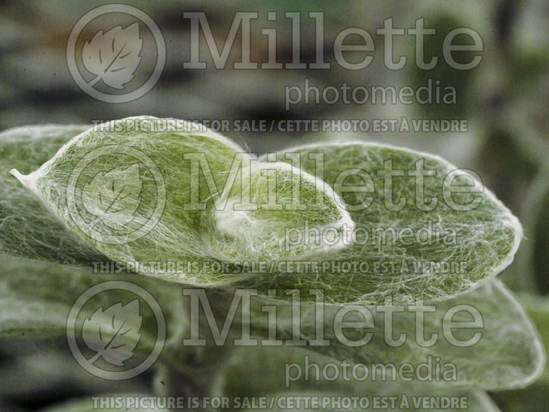 Tradescantia silamontana (Mexican White Velvet) 2 