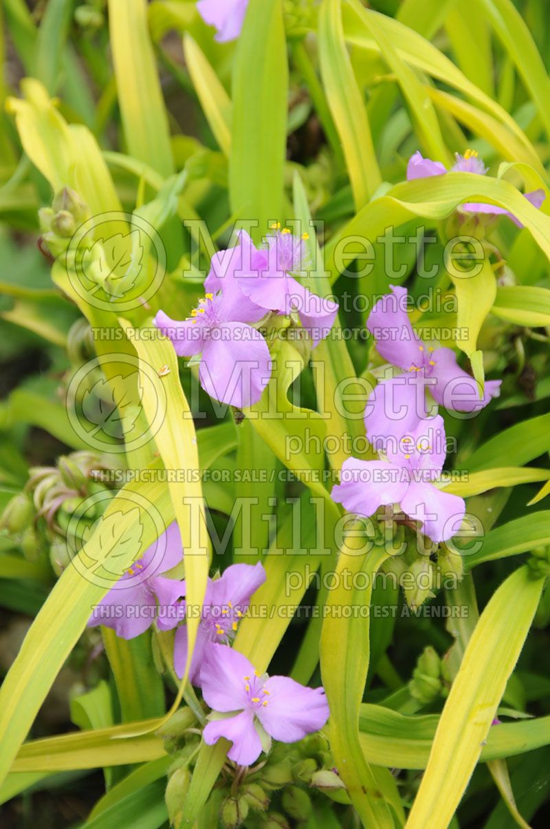 Tradescantia Sunshine Charm (Spiderwort)  1