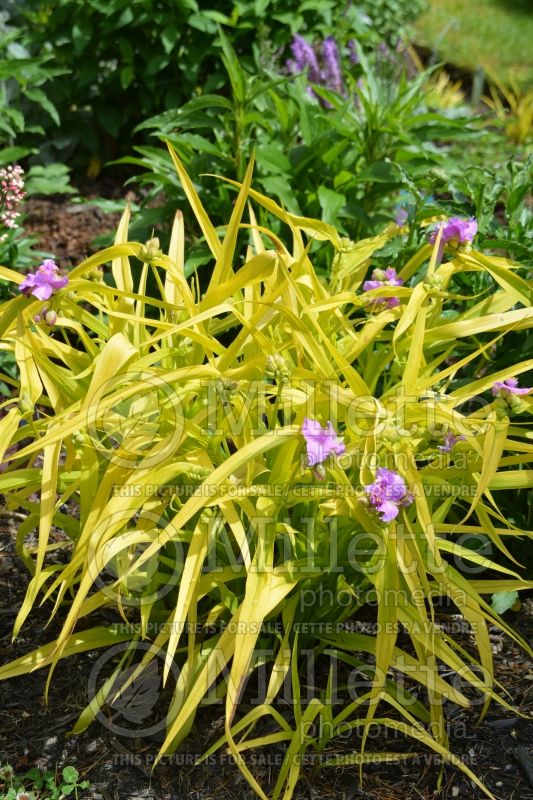 Tradescantia Sunshine Charm (Spiderwort) 3 