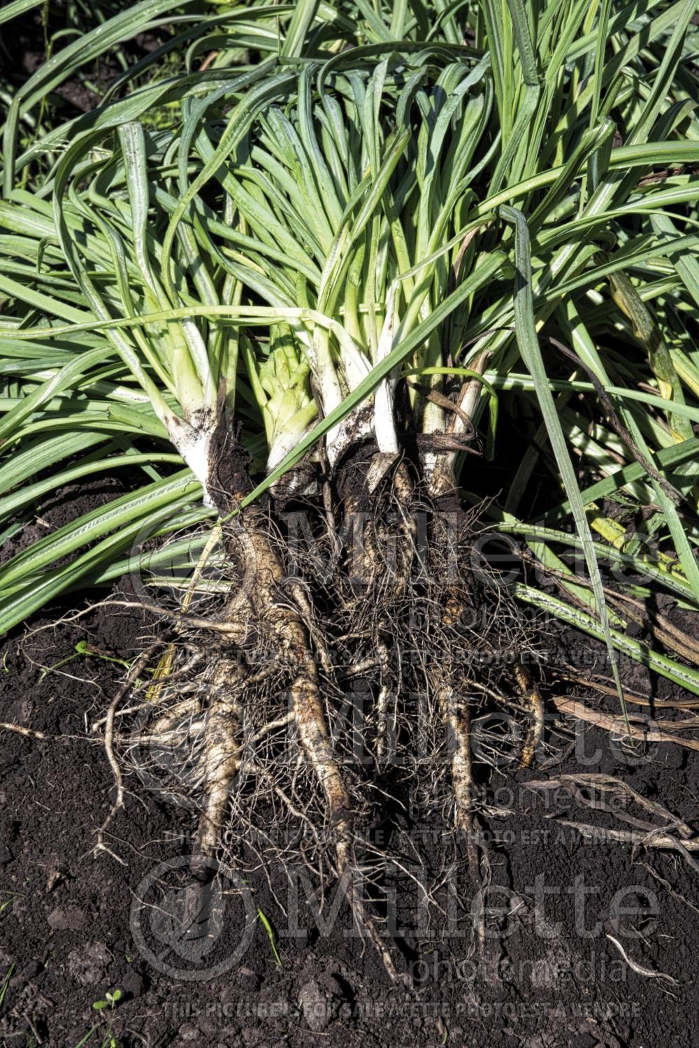 Tragopogon porrifolius (salsify vegetable) 2