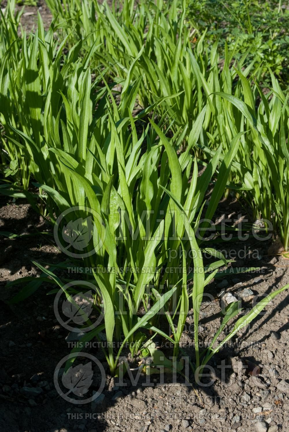 Tragopogon porrifolius (salsify vegetable) 1