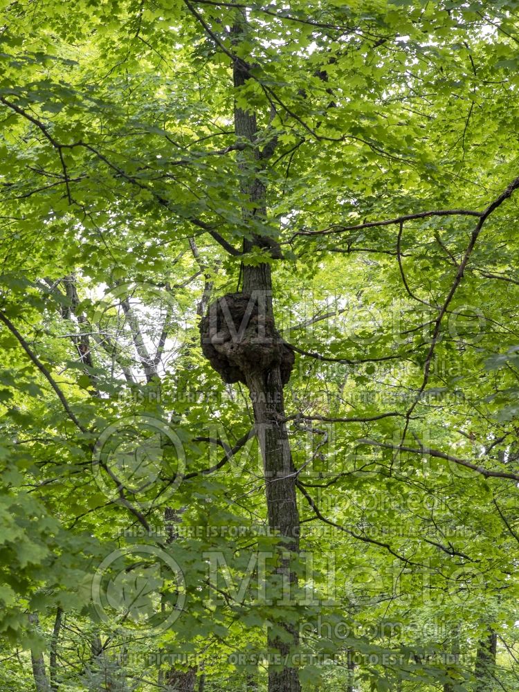 Tree burl (Burl) 1