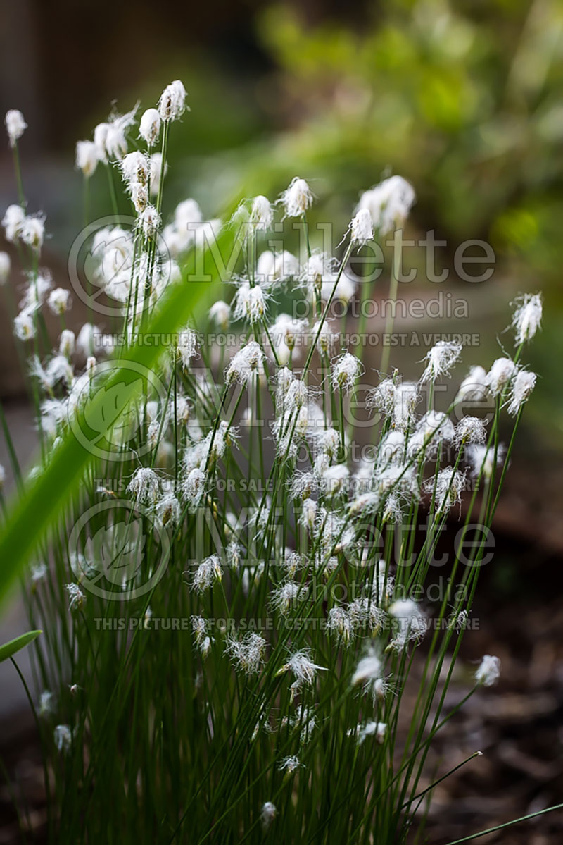 Trichophorum alpinum (alpine bulrush) 1  