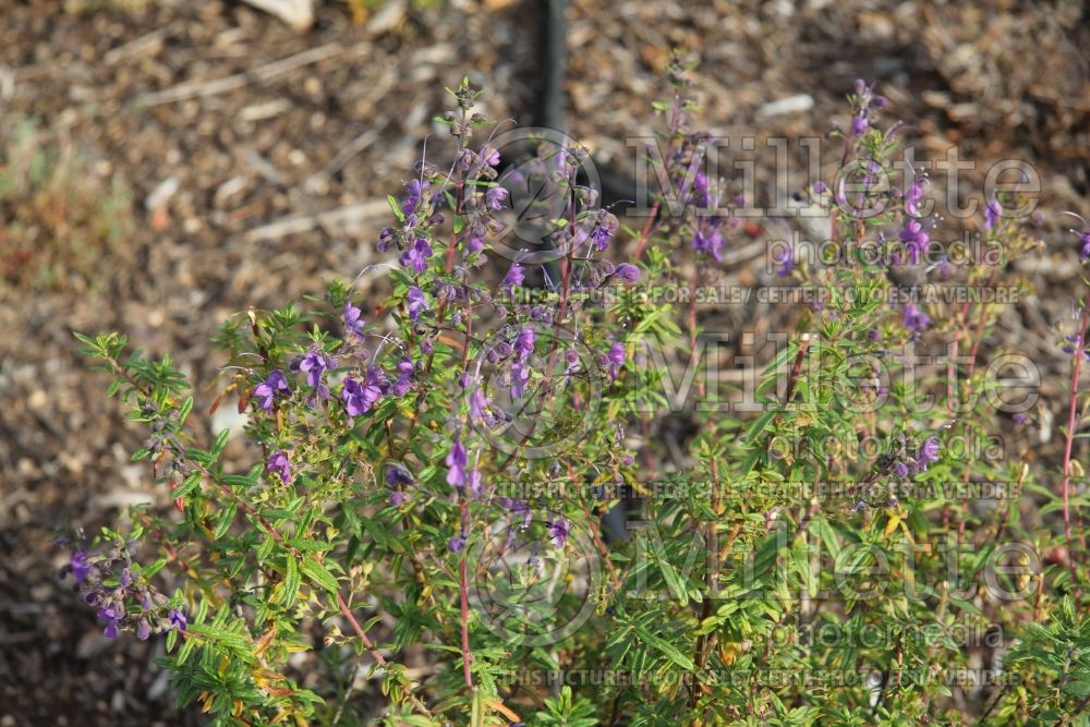 Trichostema Midnight Magic (blue curls) 2 