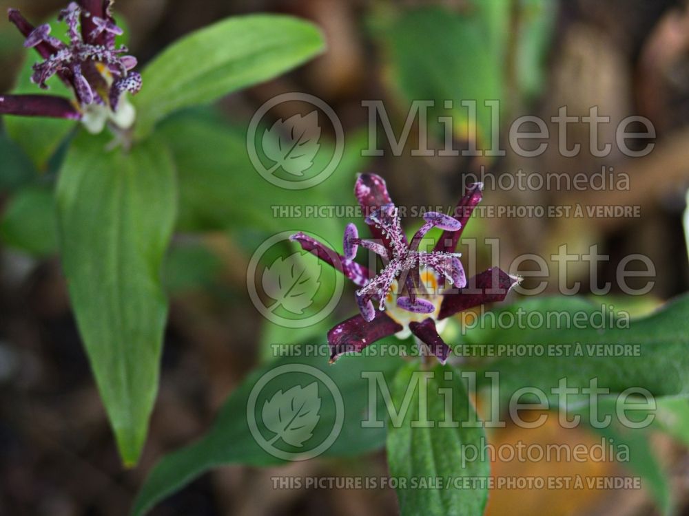 Tricyrtis Raspberry Mousse (Toad Lily) 1 