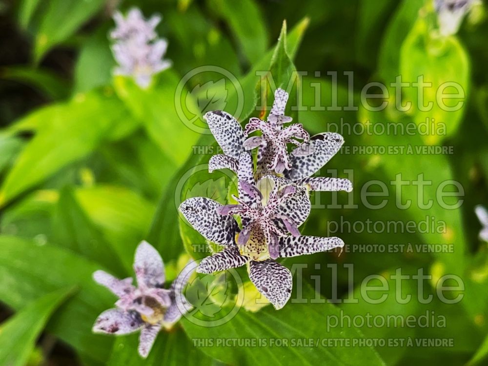 Tricyrtis Miyazaki (Toad Lily) 1 