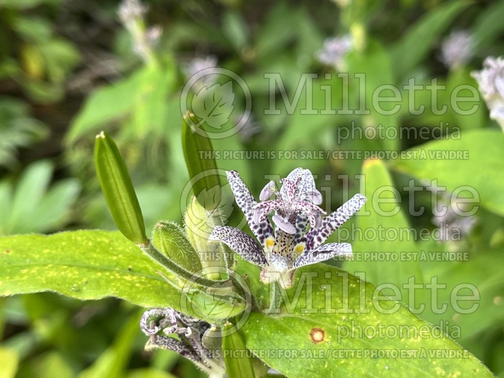 Tricyrtis Miyazaki (Toad Lily) 2