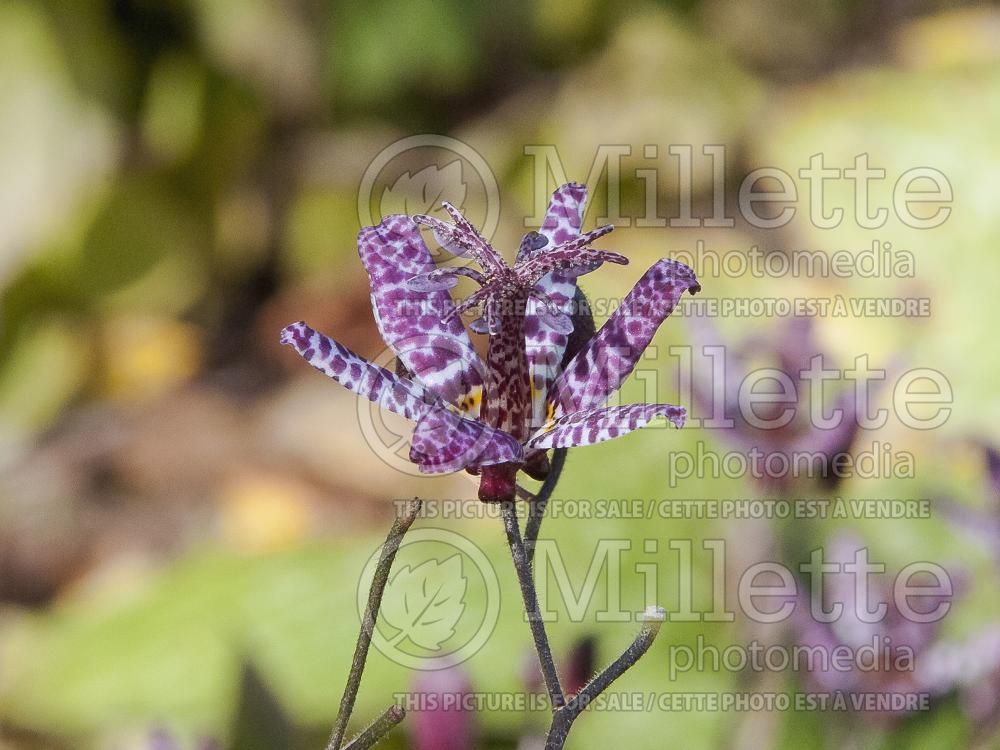 Tricyrtis Dark Beauty (Toad Lily) 1