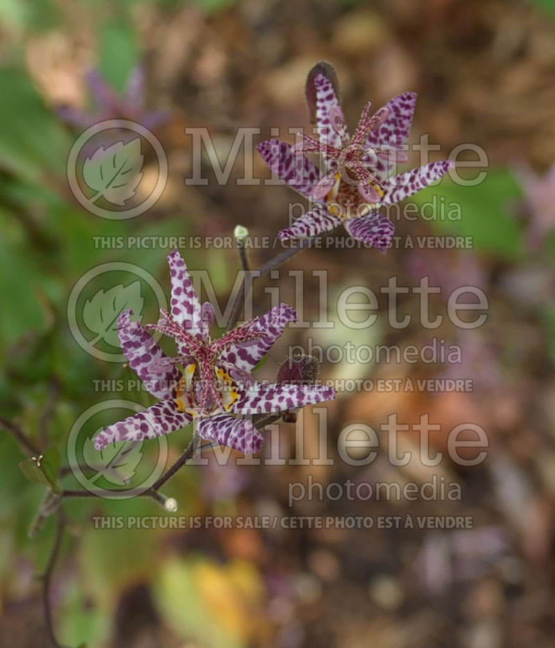 Tricyrtis Dark Beauty (Toad Lily) 2 