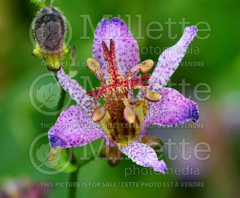 Tricyrtis Gilt Edge (Toad Lily) 2 