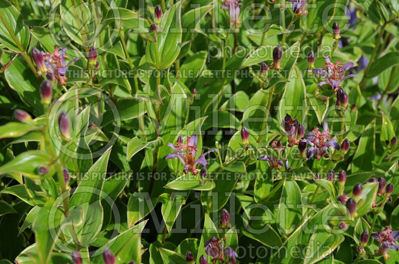 Tricyrtis Gilt Edge (Toad Lily) 3 