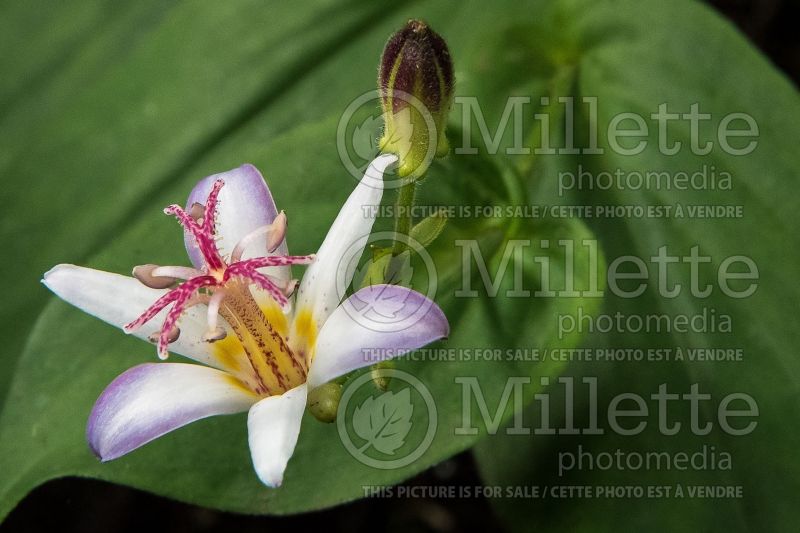 Tricyrtis Tojen (Toad Lily) 1 