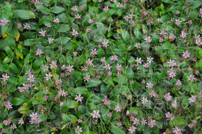 Tricyrtis Hototogisu (Toad Lily) 2 