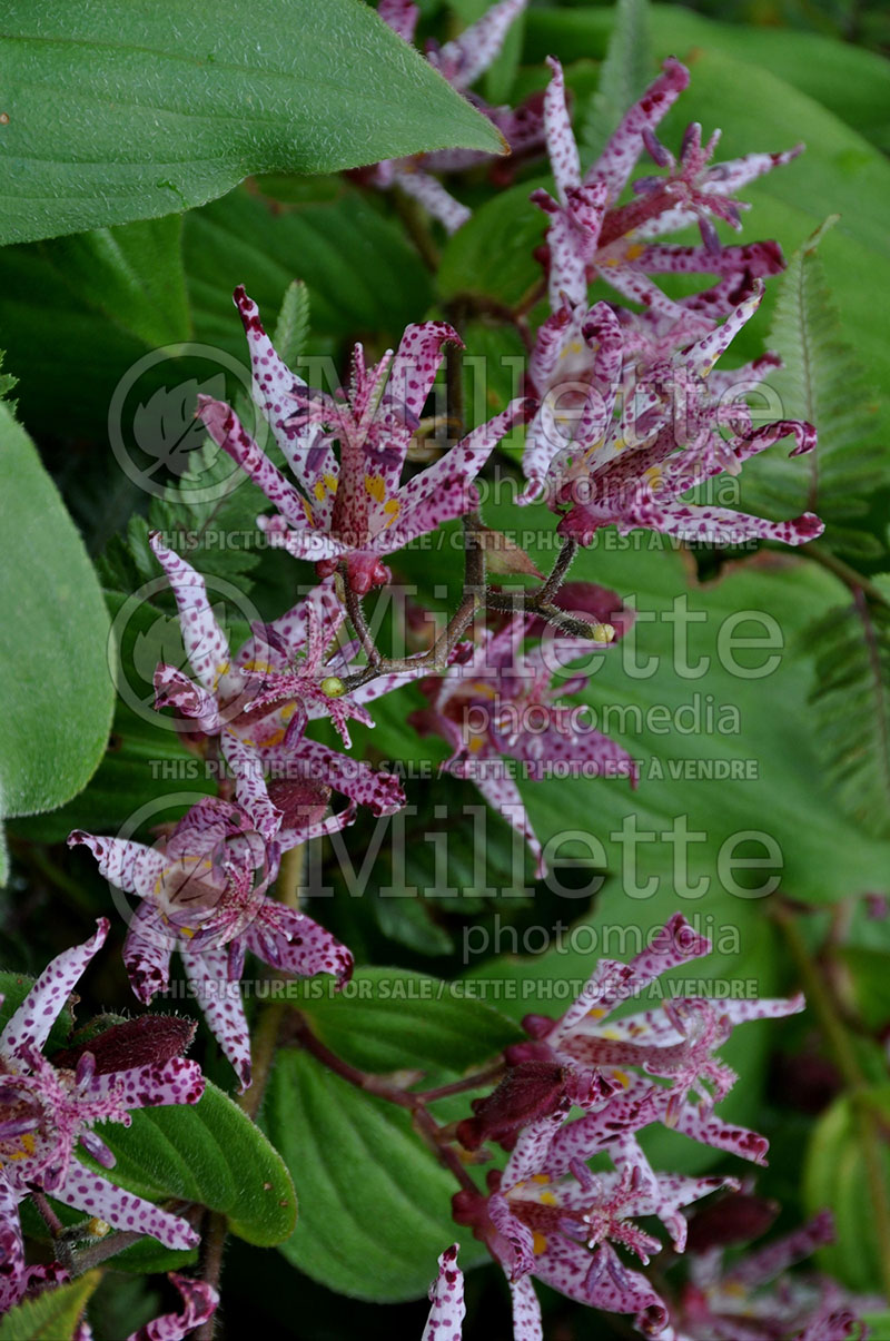 Tricyrtis Sinonome (Toad Lily) 1