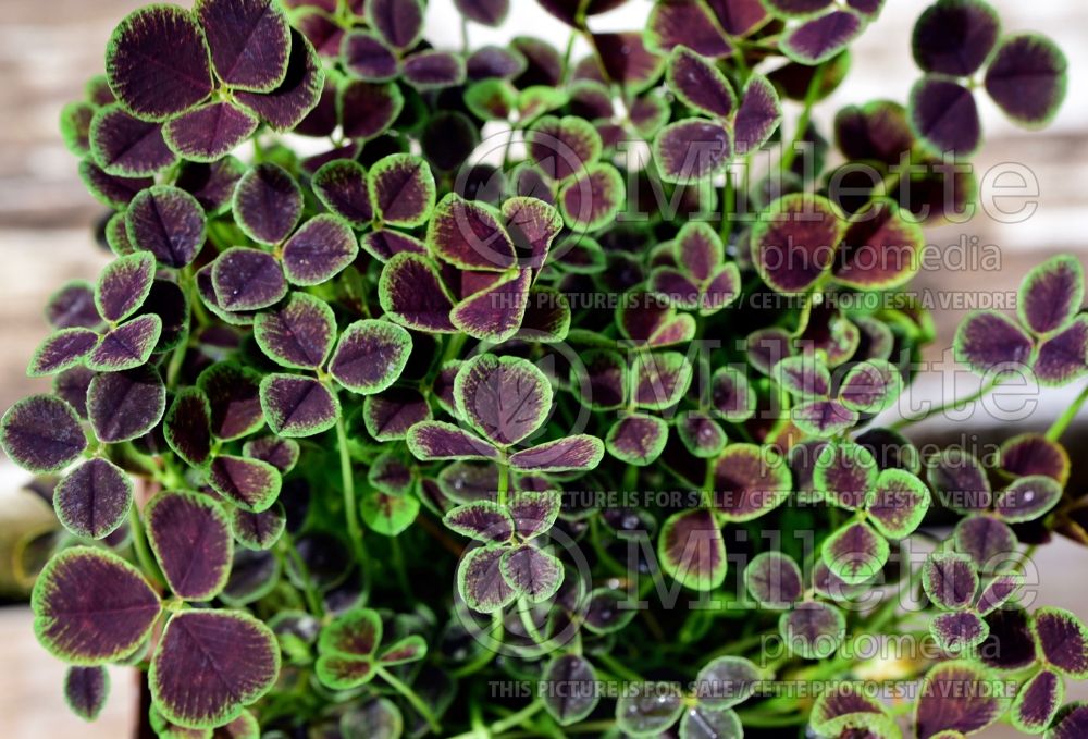 Trifolium Atropurpureum (Ornamental Clover) 1 