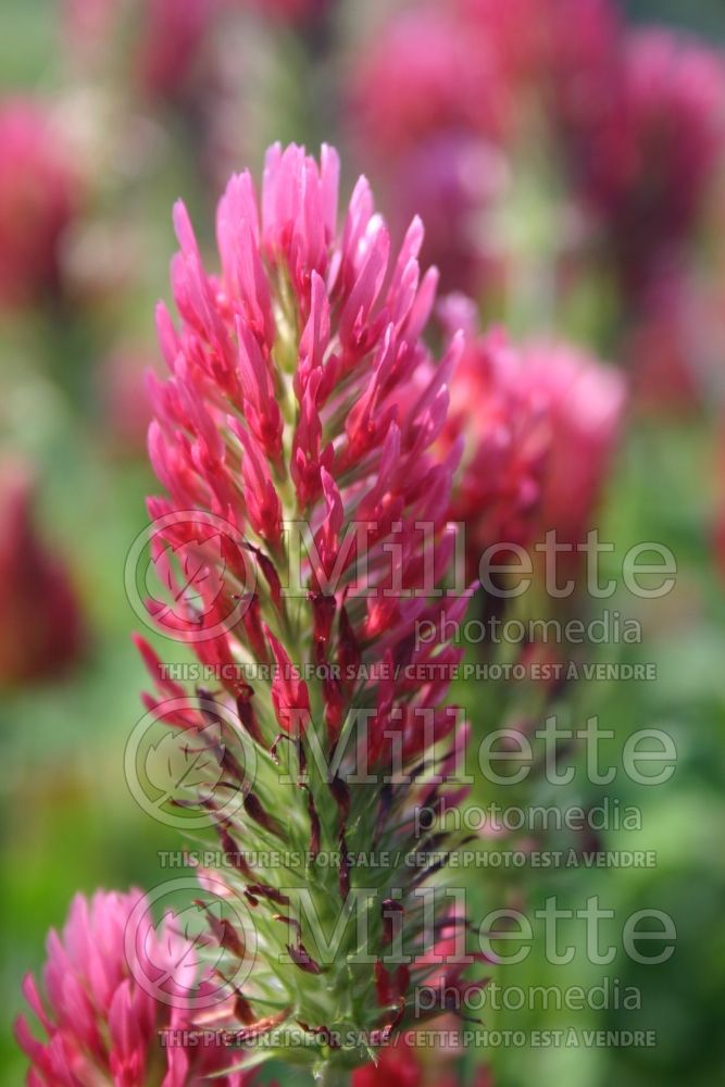 Trifolium incarnatum (crimson clover) 3 