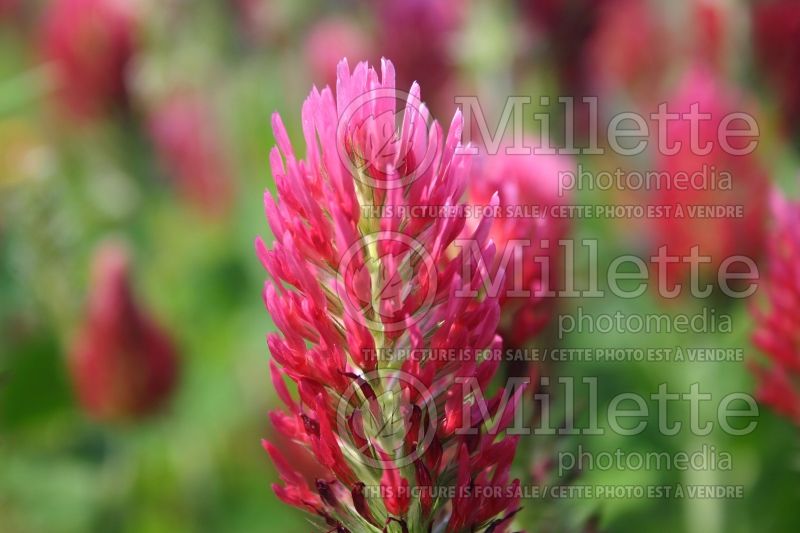 Trifolium incarnatum (crimson clover) 2 