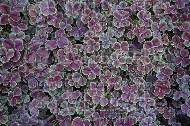 Trifolium Dark Dancer (White Clover Shamrock) 1 