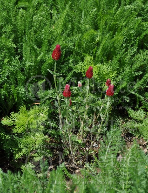 Trifolium rubens (Ornamental Clover) 1 