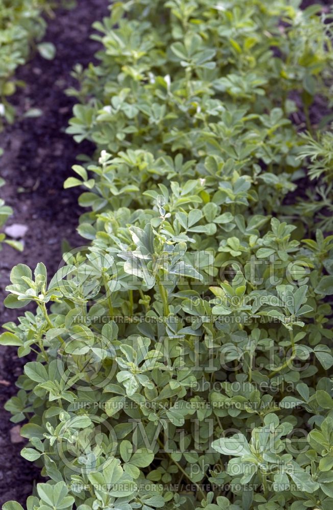 Trigonella foenum-graecum (Fenugreek greens) 1