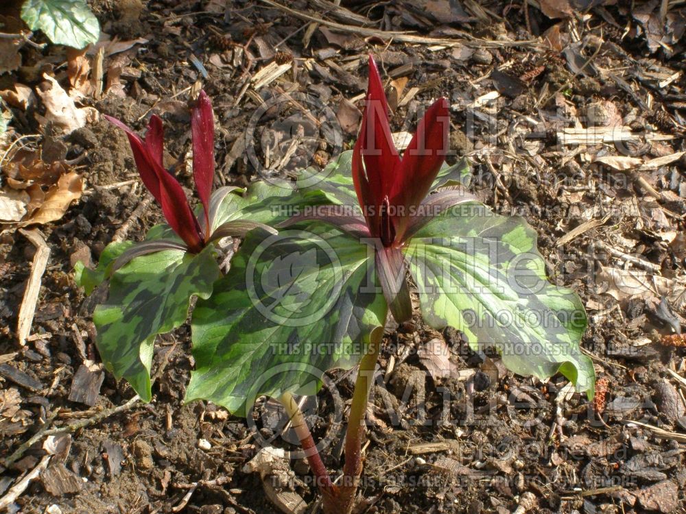 Trillium kurabayashii (Giant Purple Wakerobin) 1