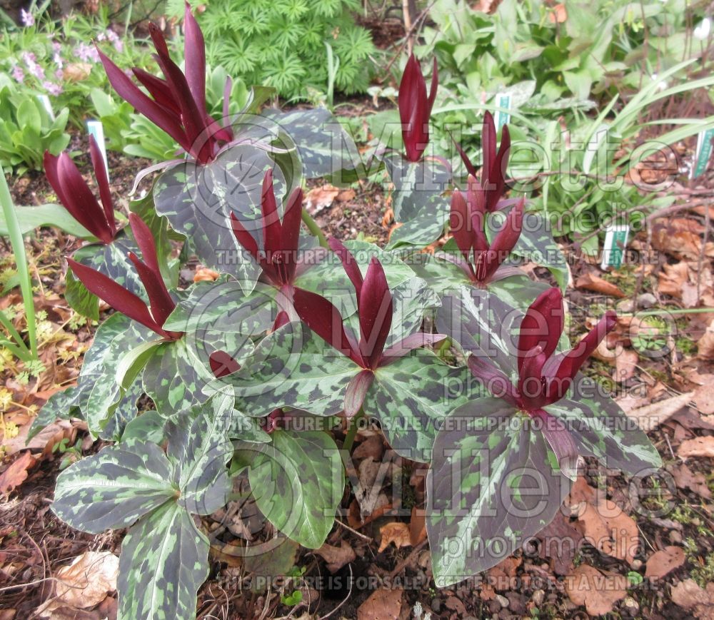 Trillium kurabayashii (Giant Purple Wakerobin) 2