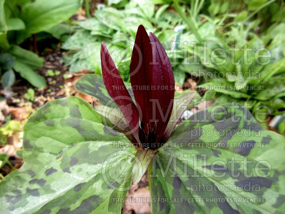 Trillium kurabayashii (Giant Purple Wakerobin) 3