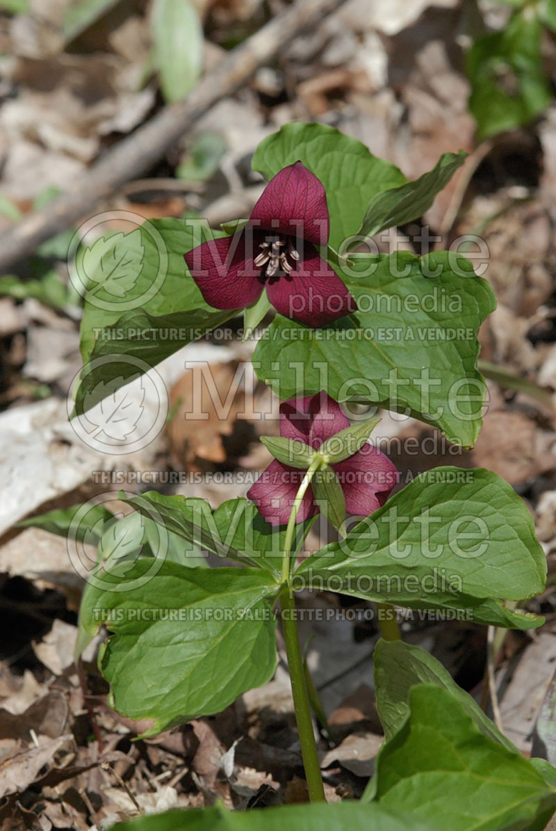 Trillium erectum (red trillium - trille) 1