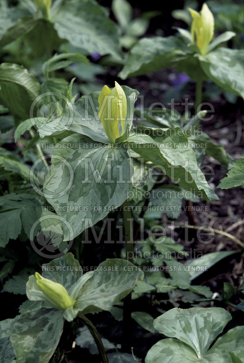 Trillium luteum (Yellow Trillium) 1